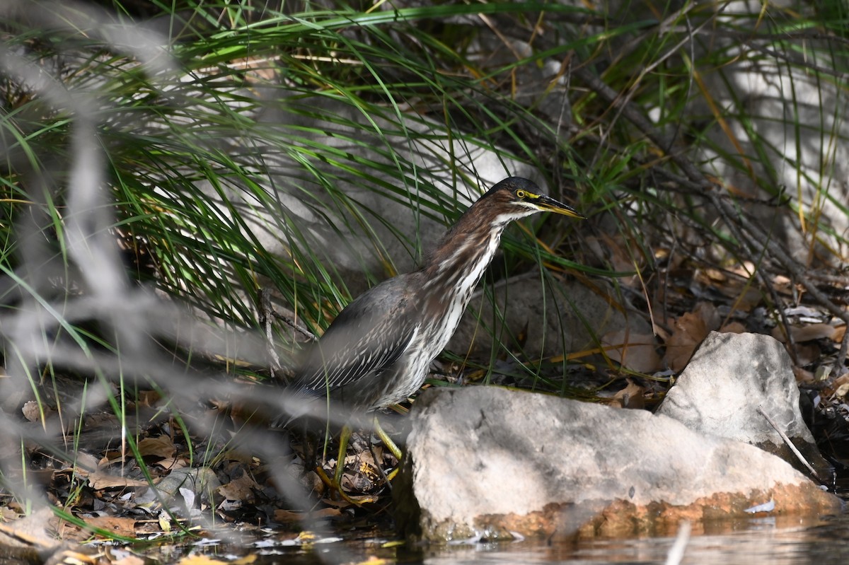 Green Heron - ML643453524