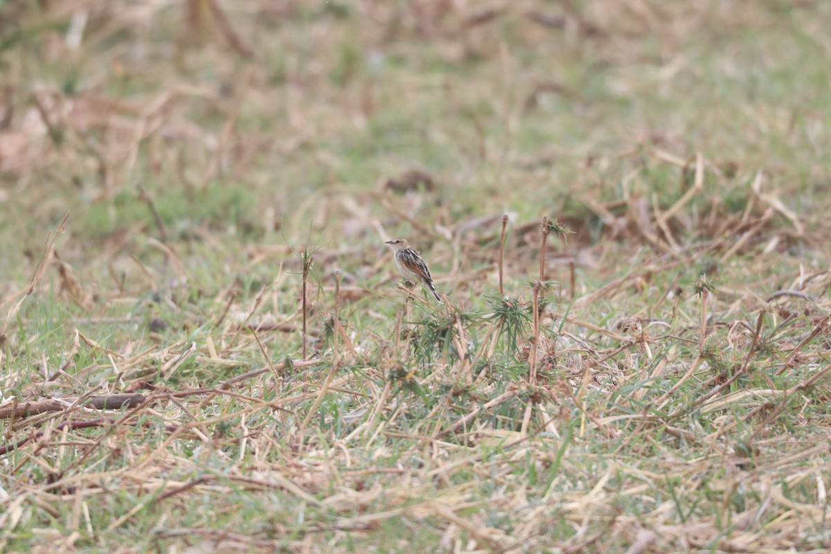 Luapula Cisticola - ML643453526