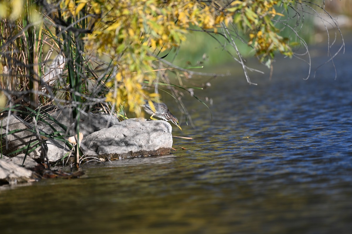 Green Heron - ML643453527