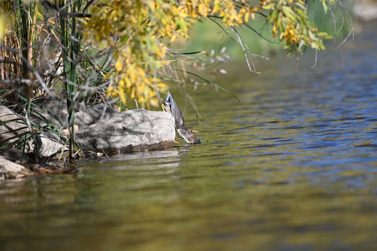 Green Heron - ML643453528