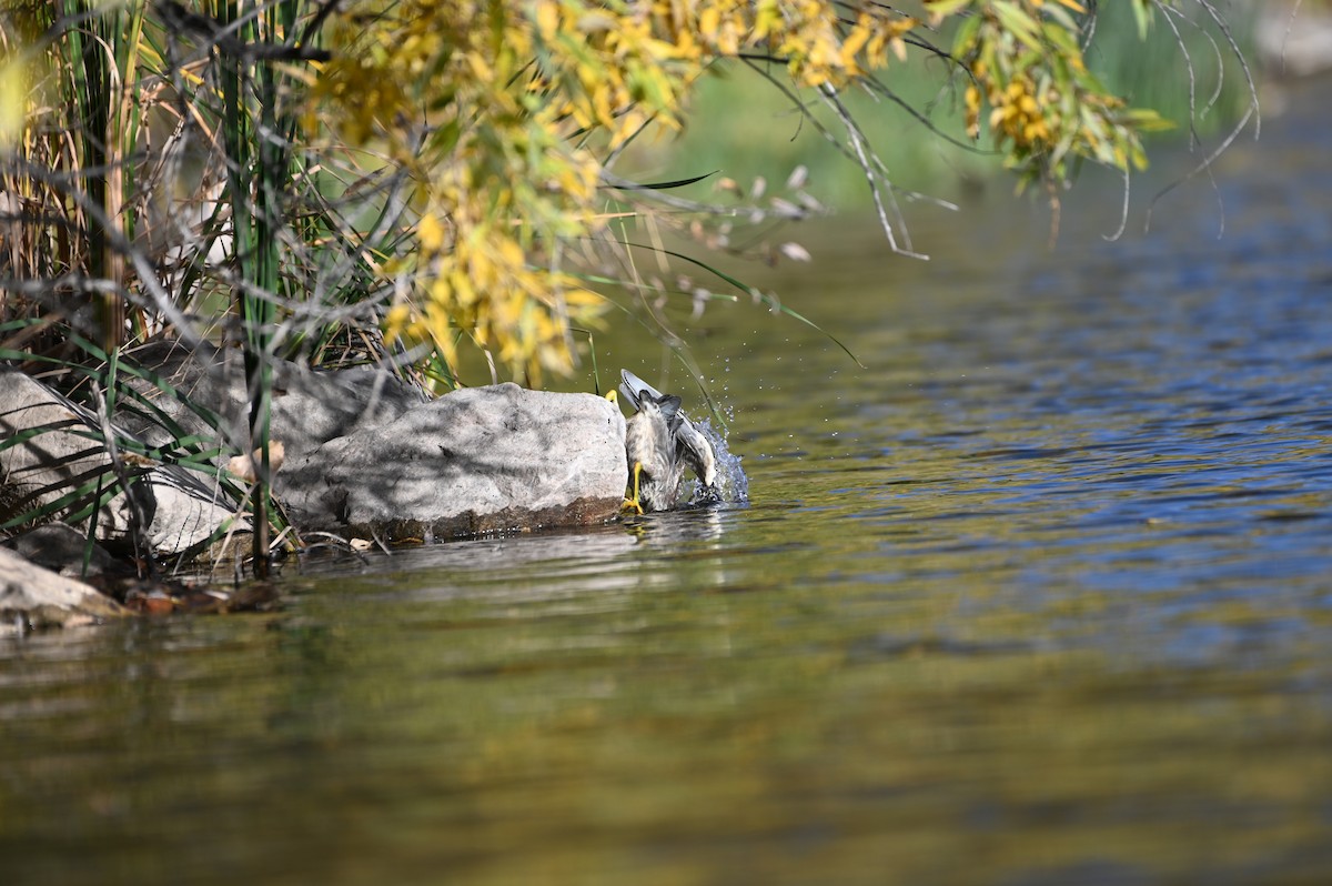 Green Heron - ML643453529