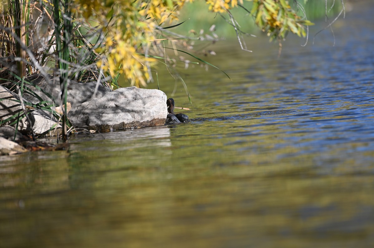 Green Heron - ML643453530