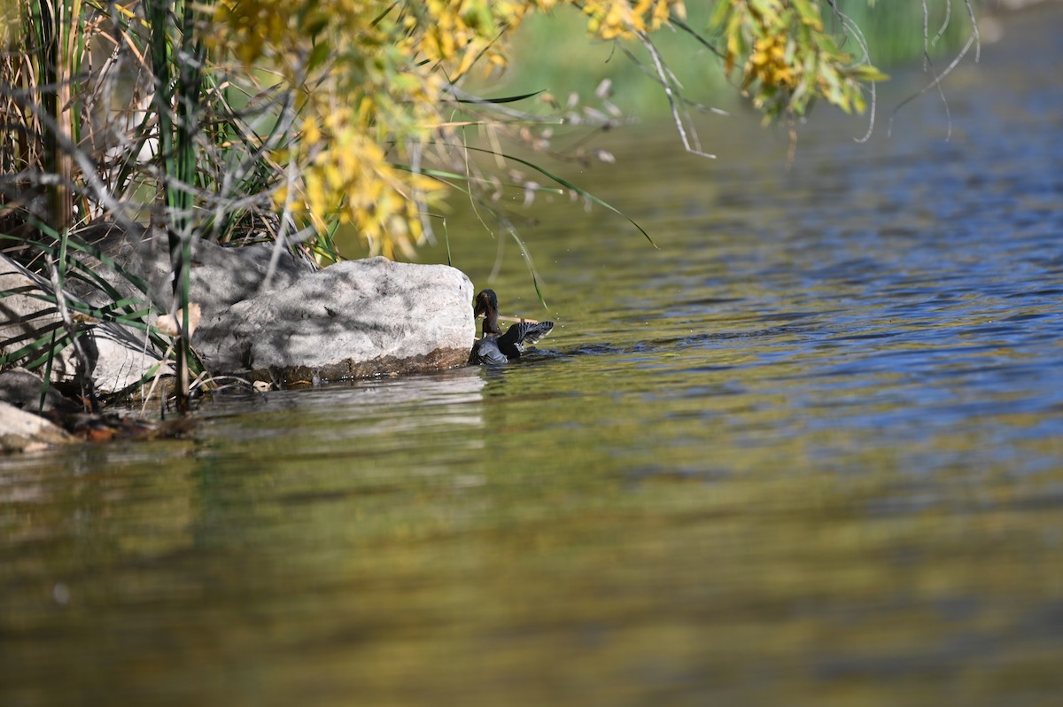 Green Heron - ML643453531