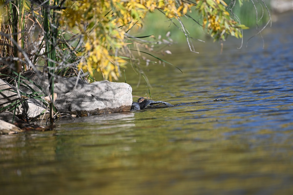 Green Heron - ML643453532