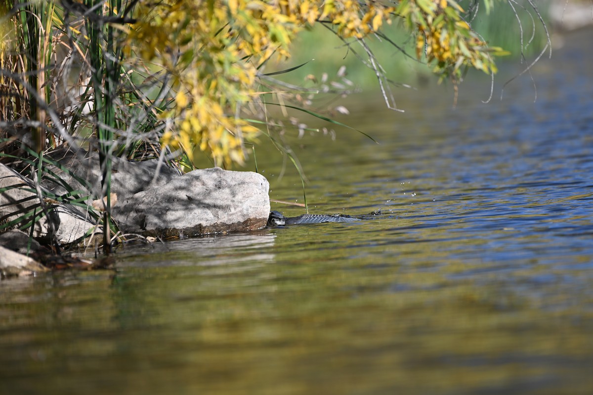 Green Heron - ML643453533