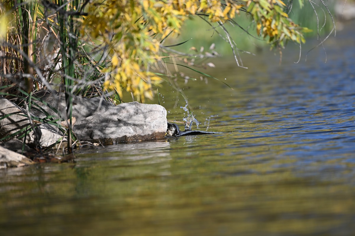 Green Heron - ML643453534