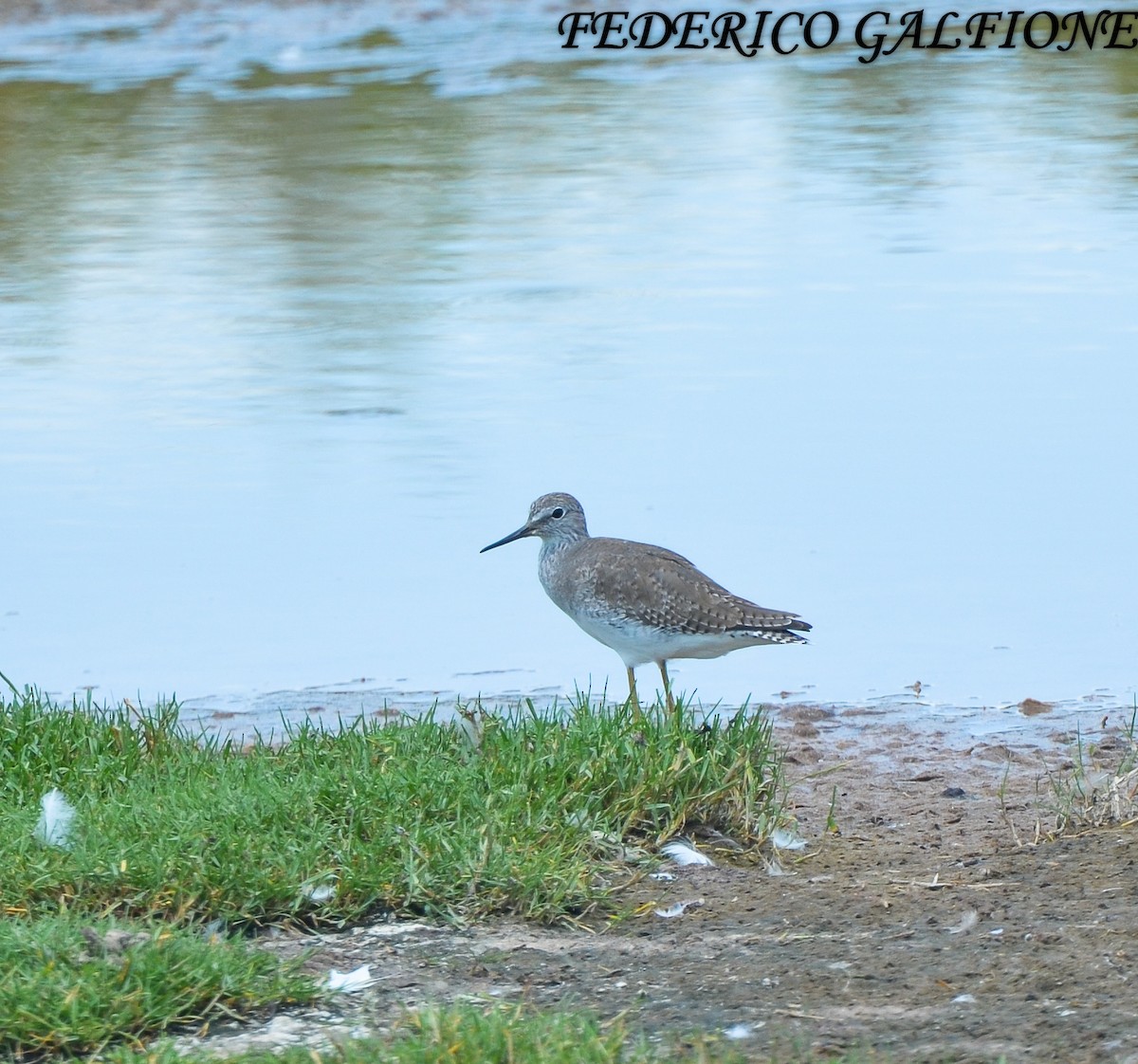 Lesser Yellowlegs - ML643453535