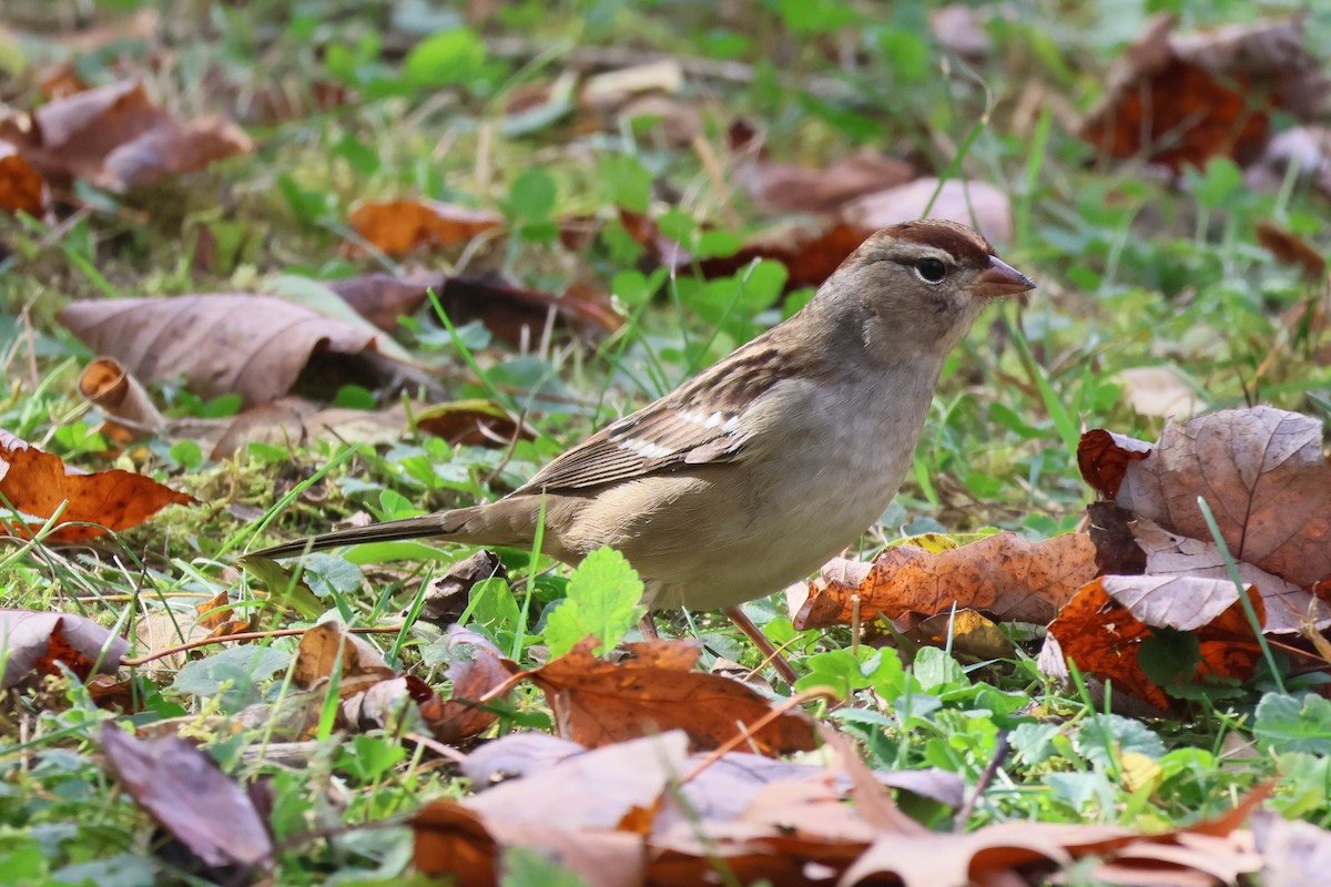 White-crowned Sparrow - ML643453536