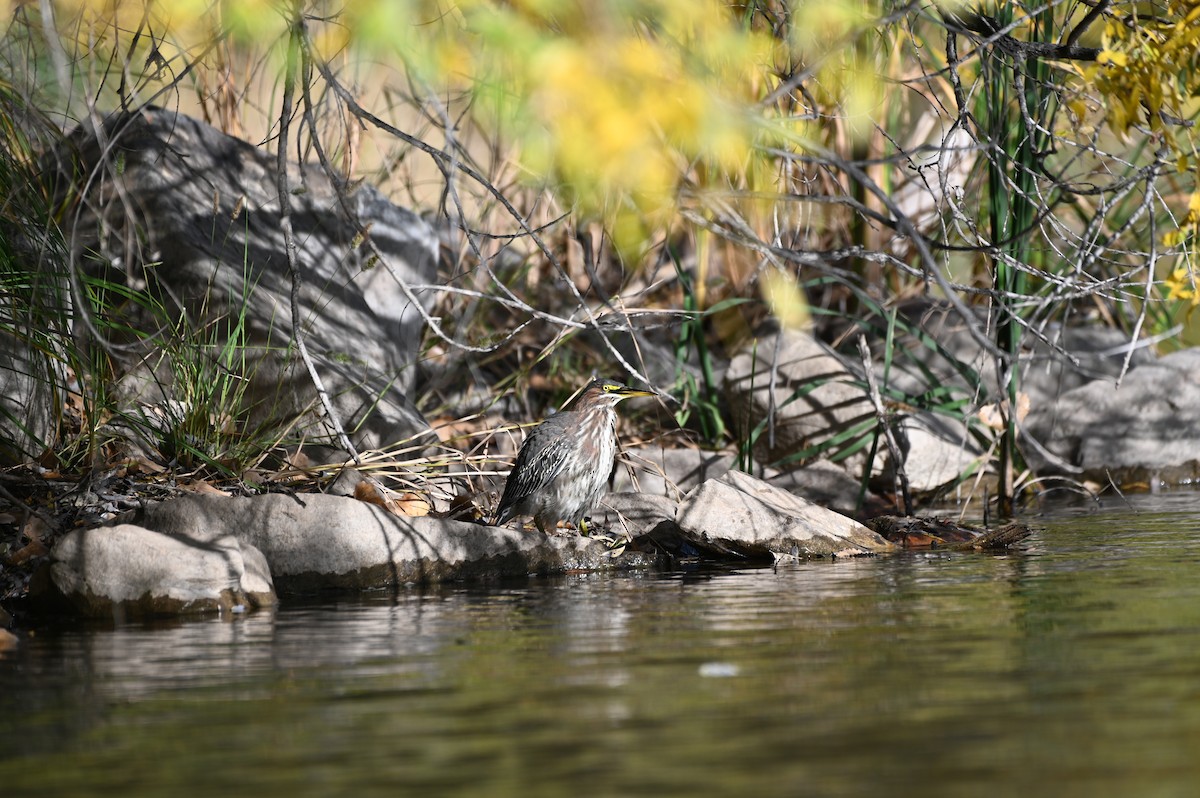 Green Heron - ML643453537