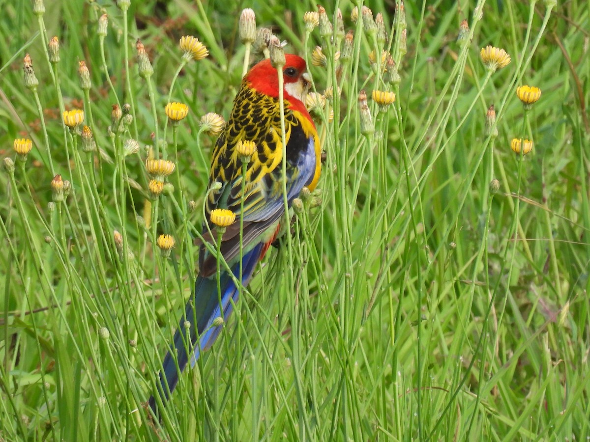Eastern Rosella - ML643453542