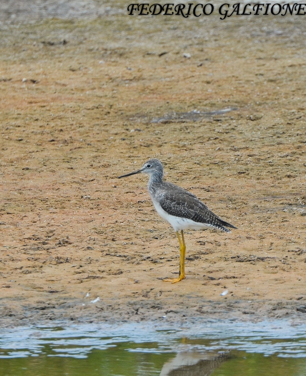Greater Yellowlegs - ML643453546