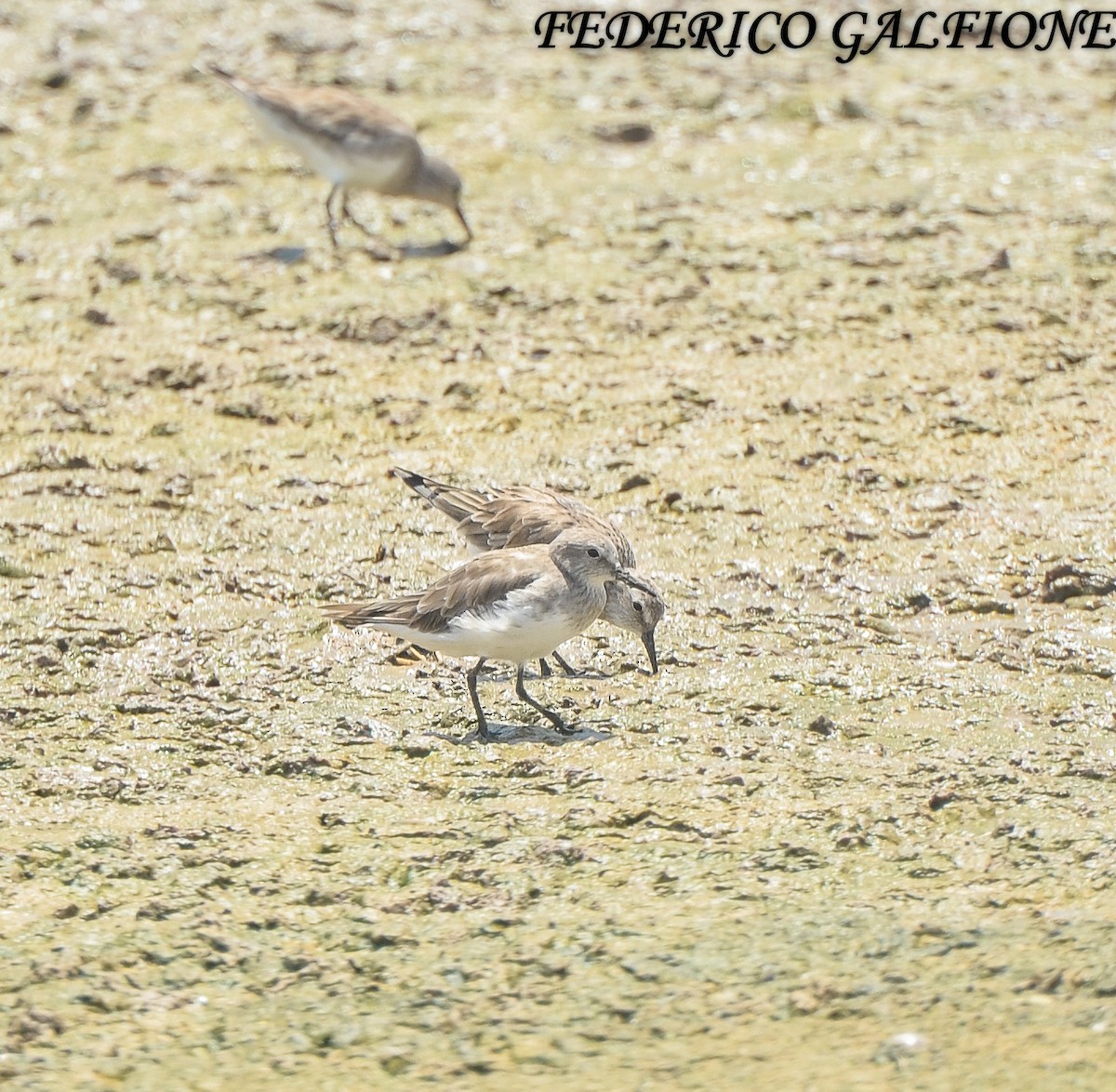White-rumped Sandpiper - ML643453553