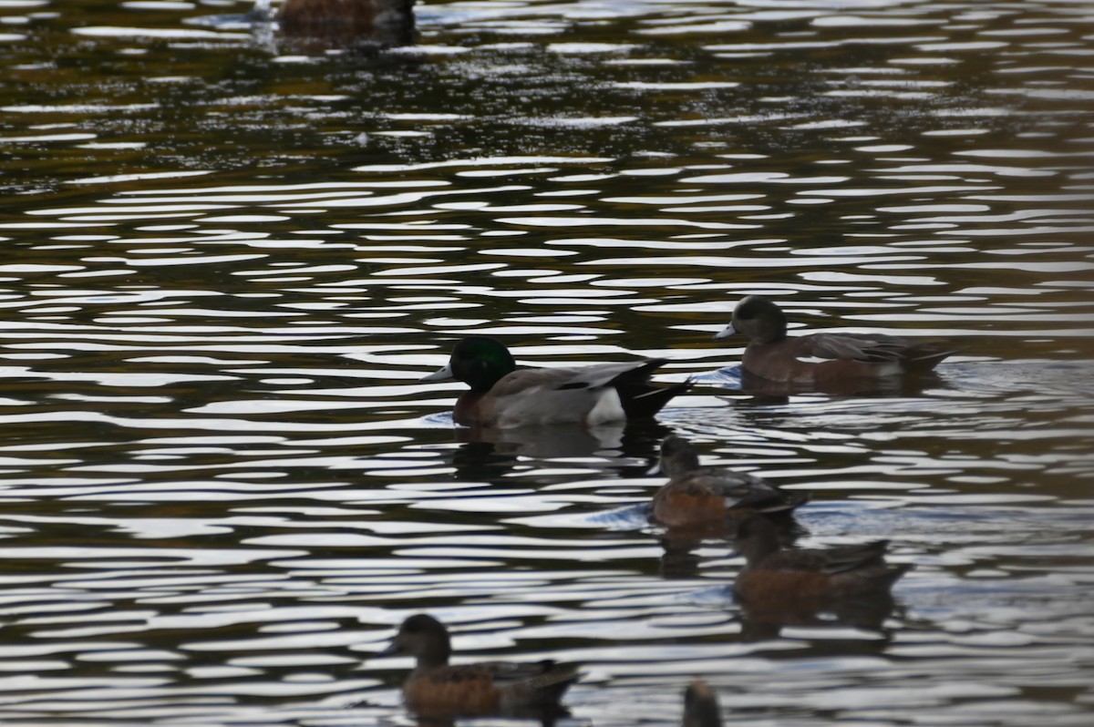 American Wigeon x Mallard (hybrid) - ML643453558