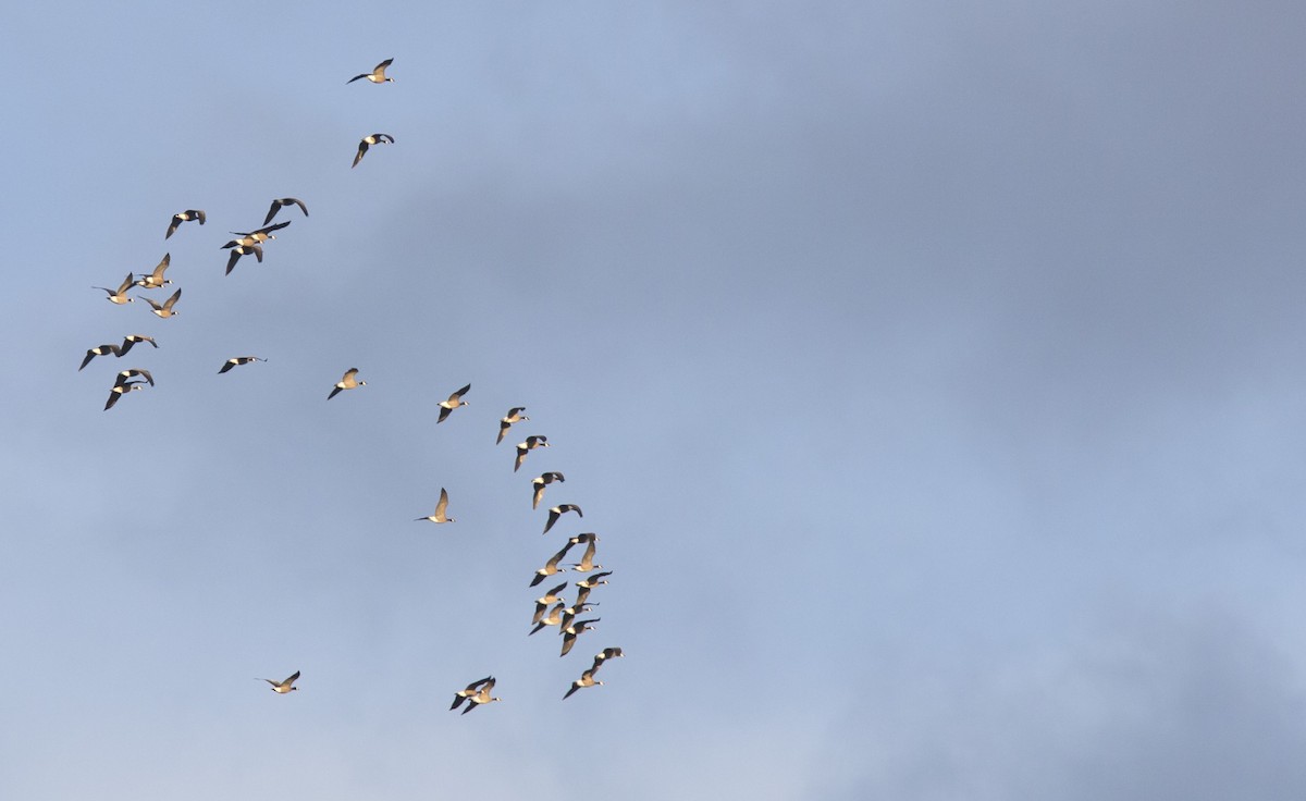 Cackling Goose - ML643453561