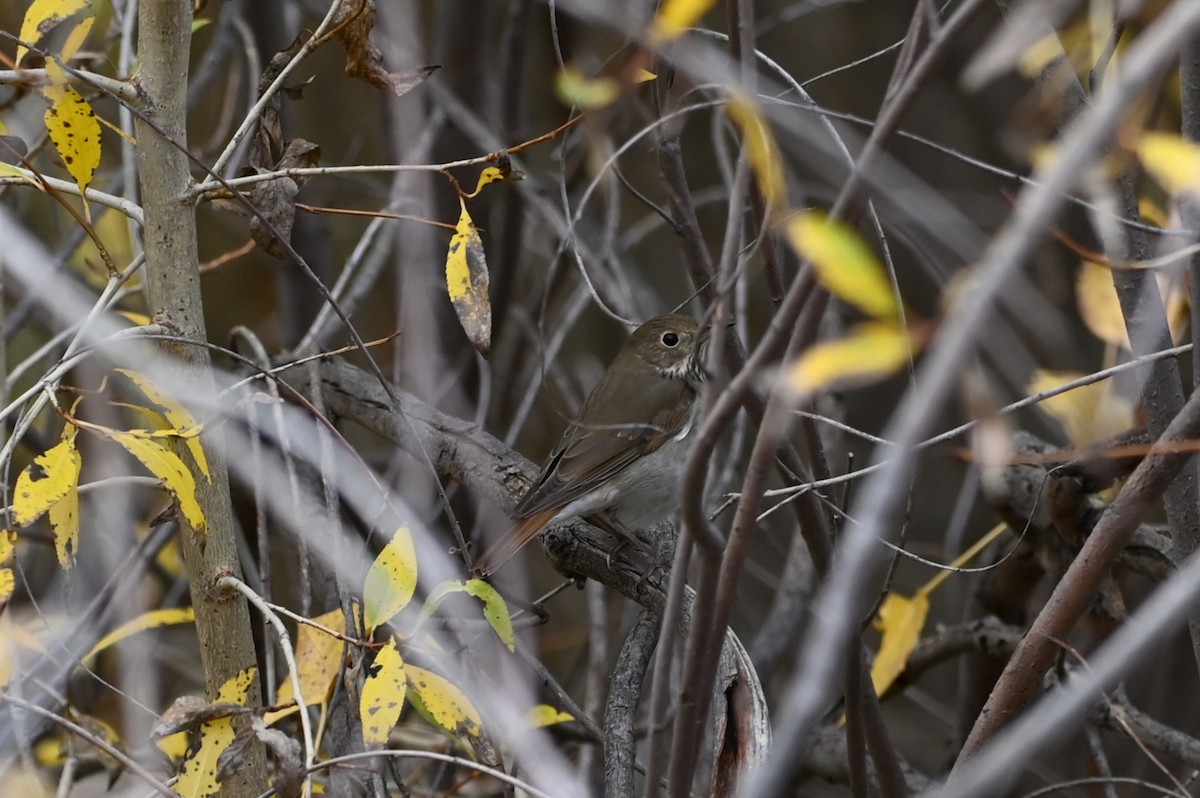 Hermit Thrush - ML643453563