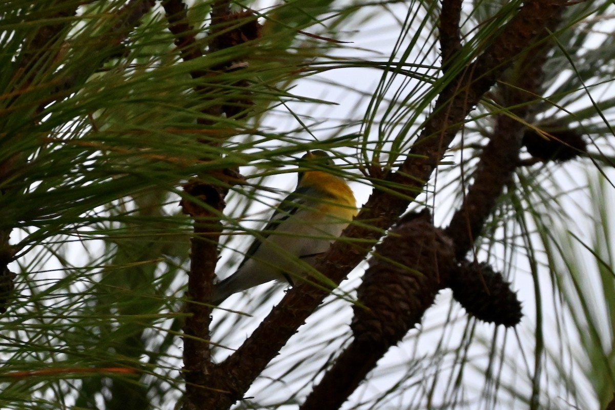 Northern Parula - ML643453564