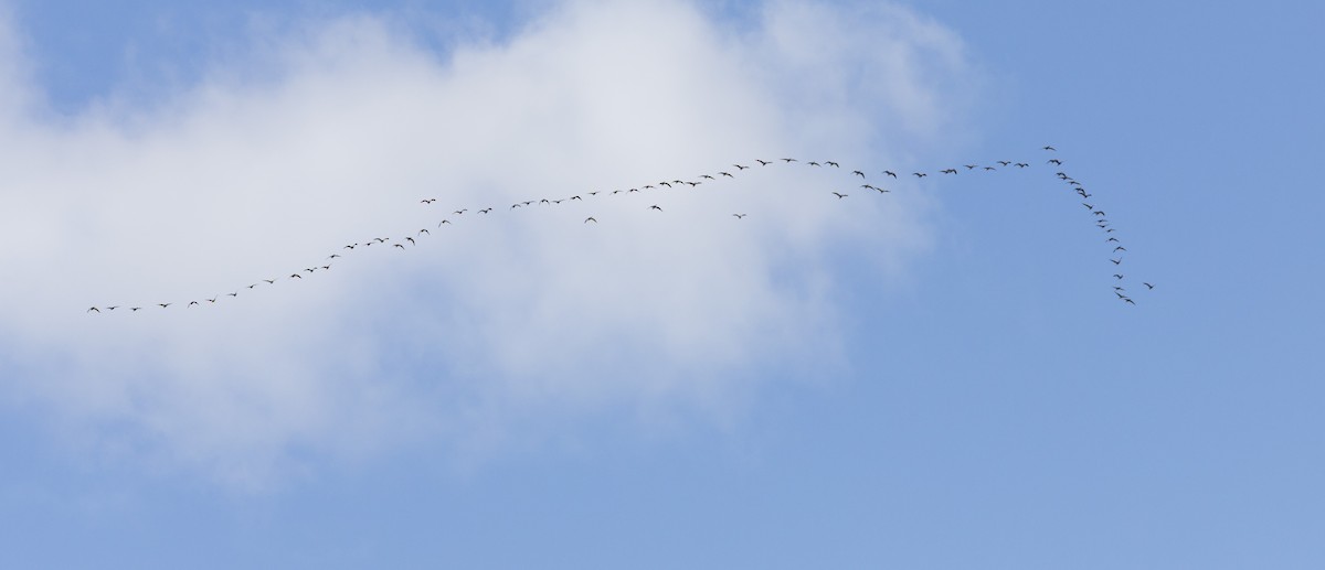 Cackling Goose - ML643453567