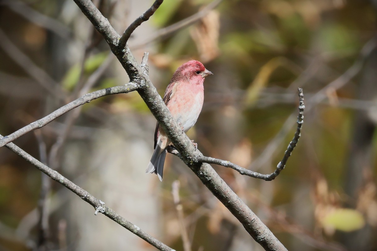 Purple Finch - ML643453568