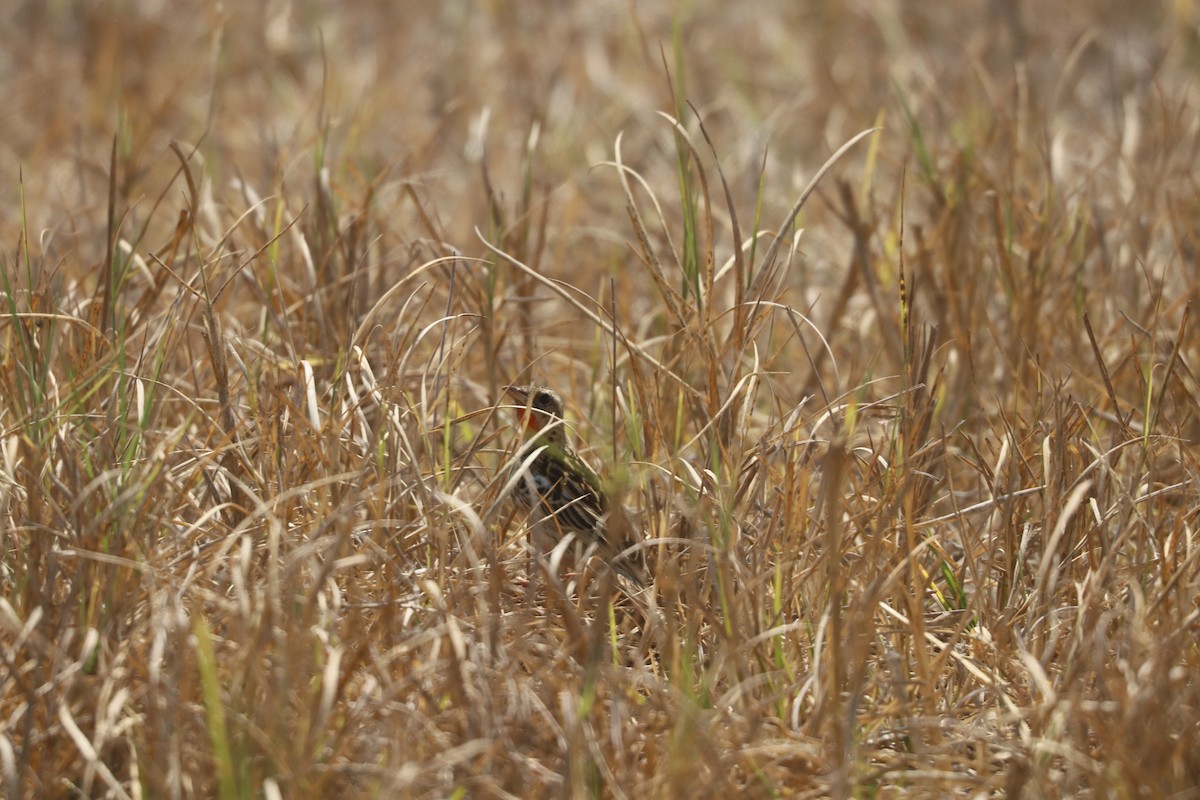 Rosy-throated Longclaw - ML643453570