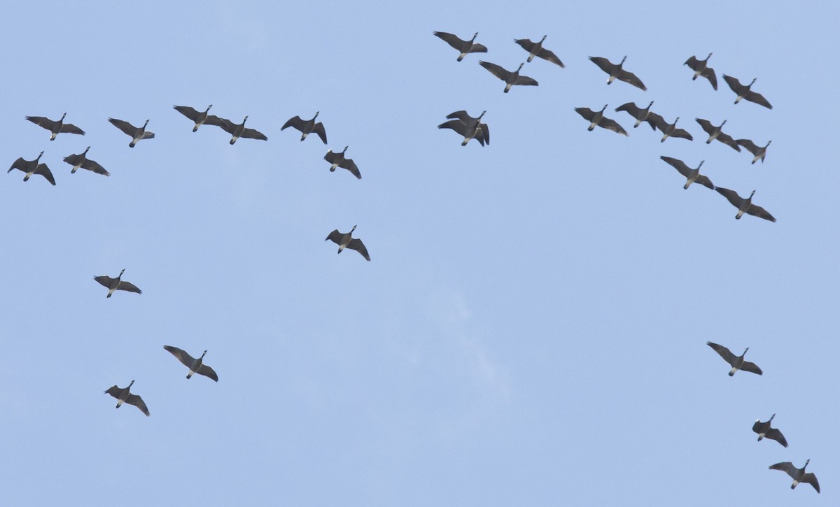 Cackling Goose - ML643453571