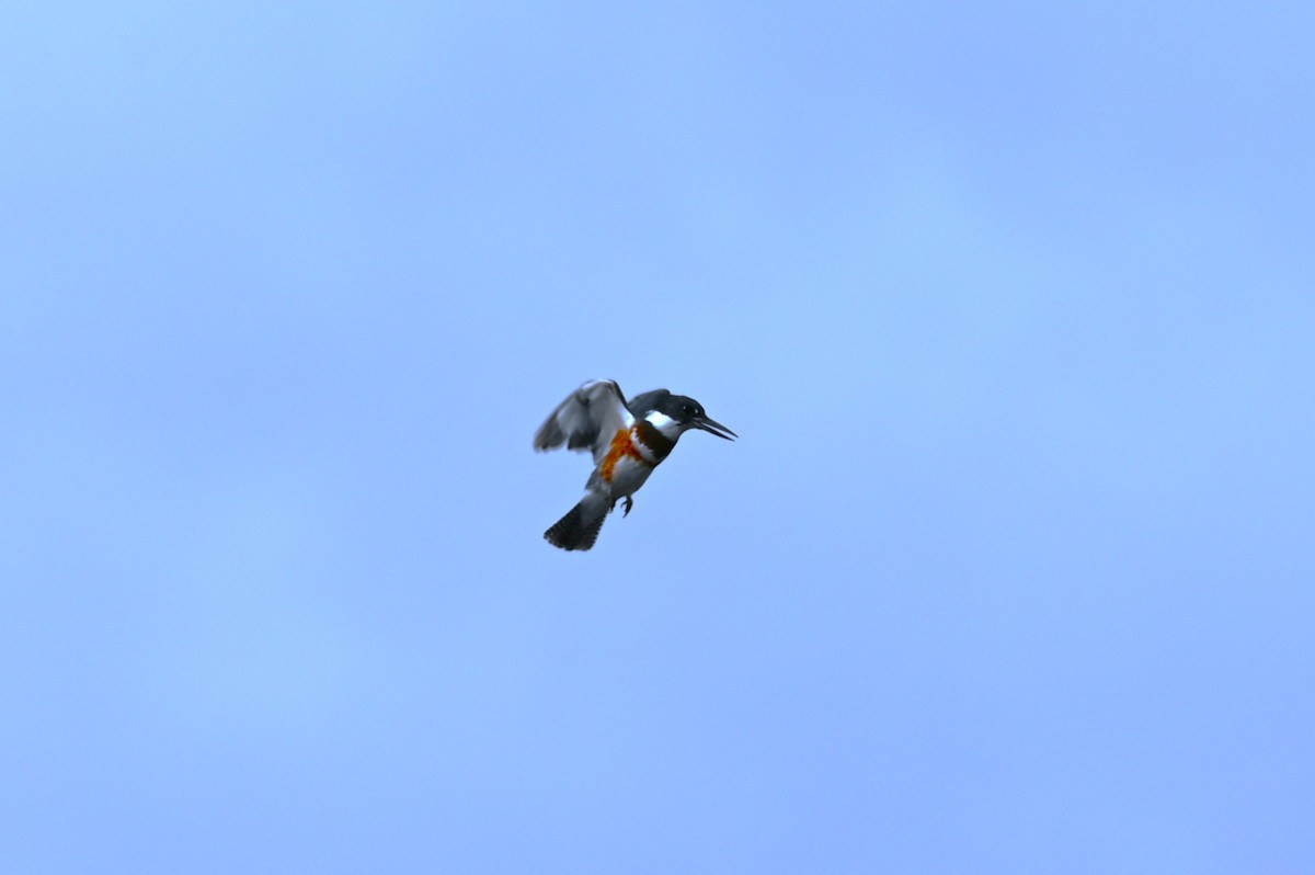 Belted Kingfisher - ML643453572