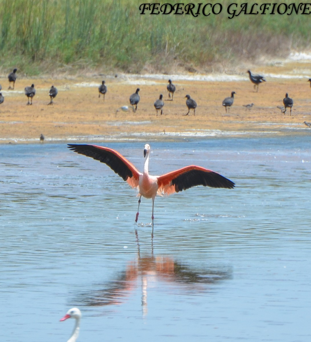 Chilean Flamingo - ML643453573