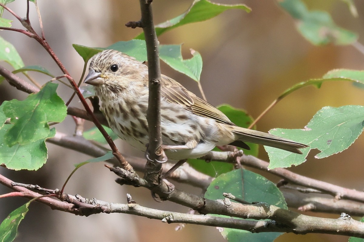 Purple Finch - ML643453587