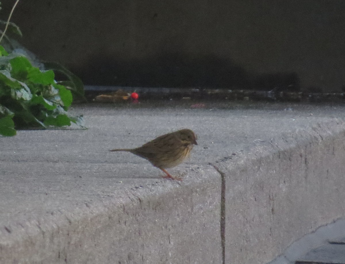 Lincoln's Sparrow - ML643453588
