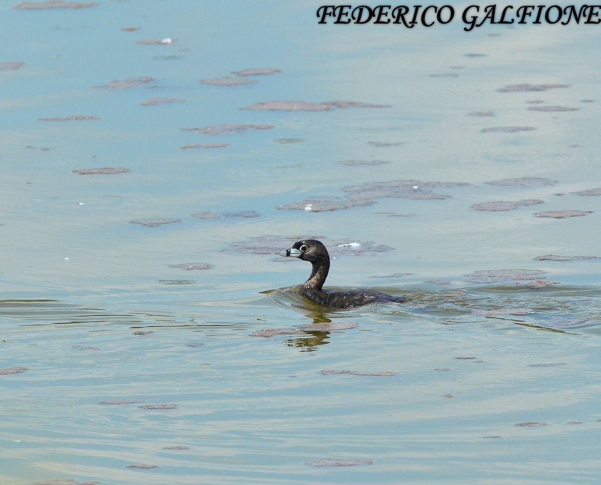 Pied-billed Grebe - ML643453598
