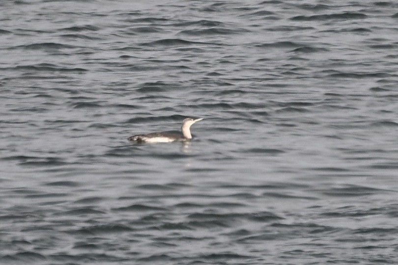 Plongeon catmarin - ML643453599
