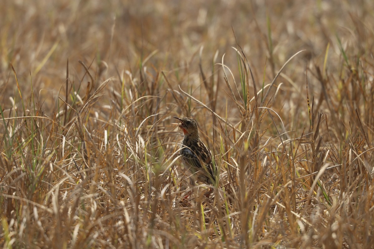 Rosy-throated Longclaw - ML643453600