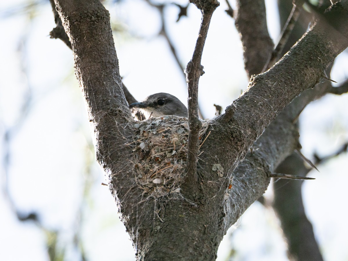 Suiriri Flycatcher - ML643453604