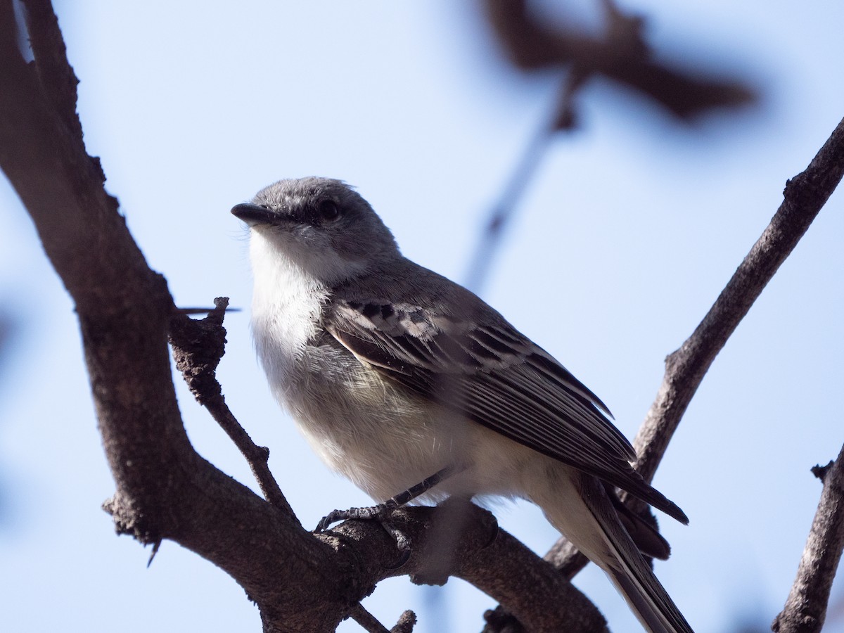 Suiriri Flycatcher - ML643453605