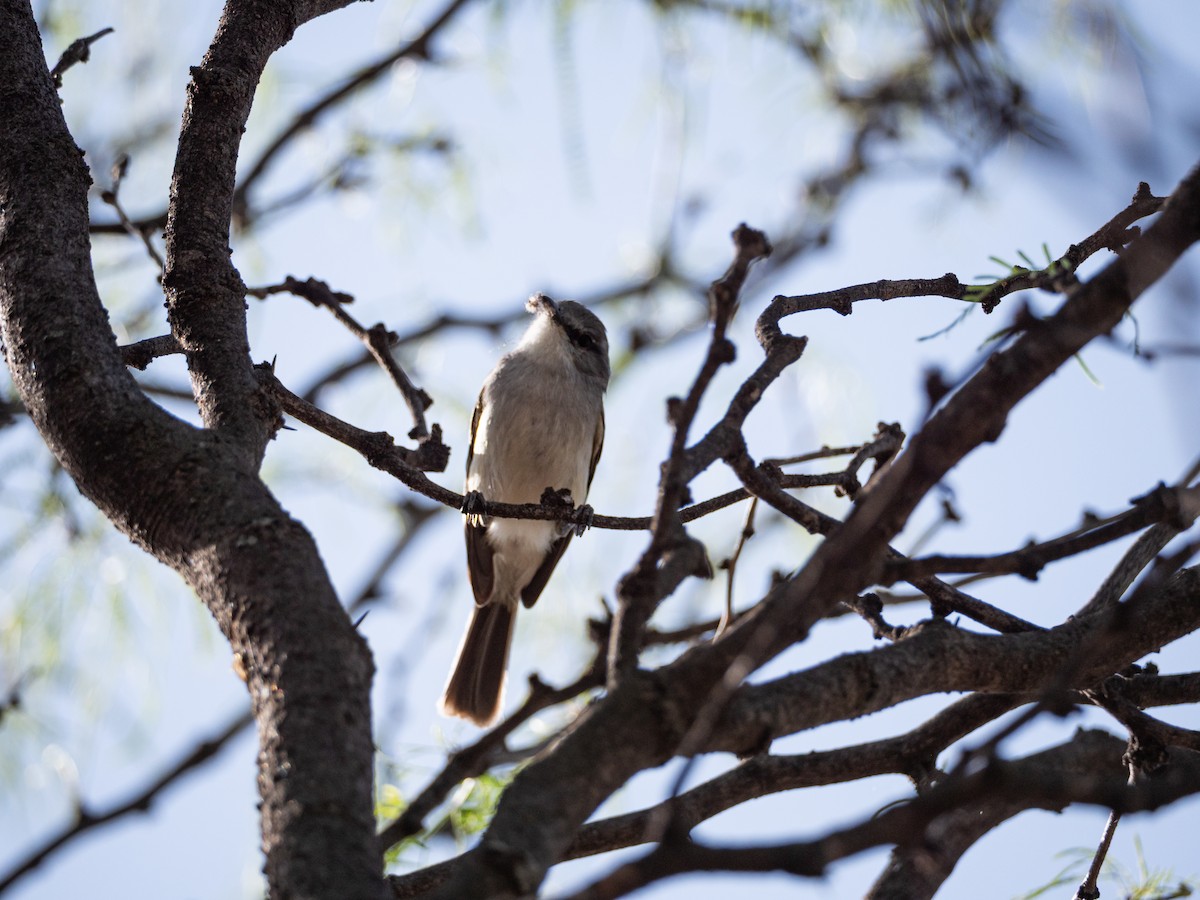 Suiriri Flycatcher - ML643453606