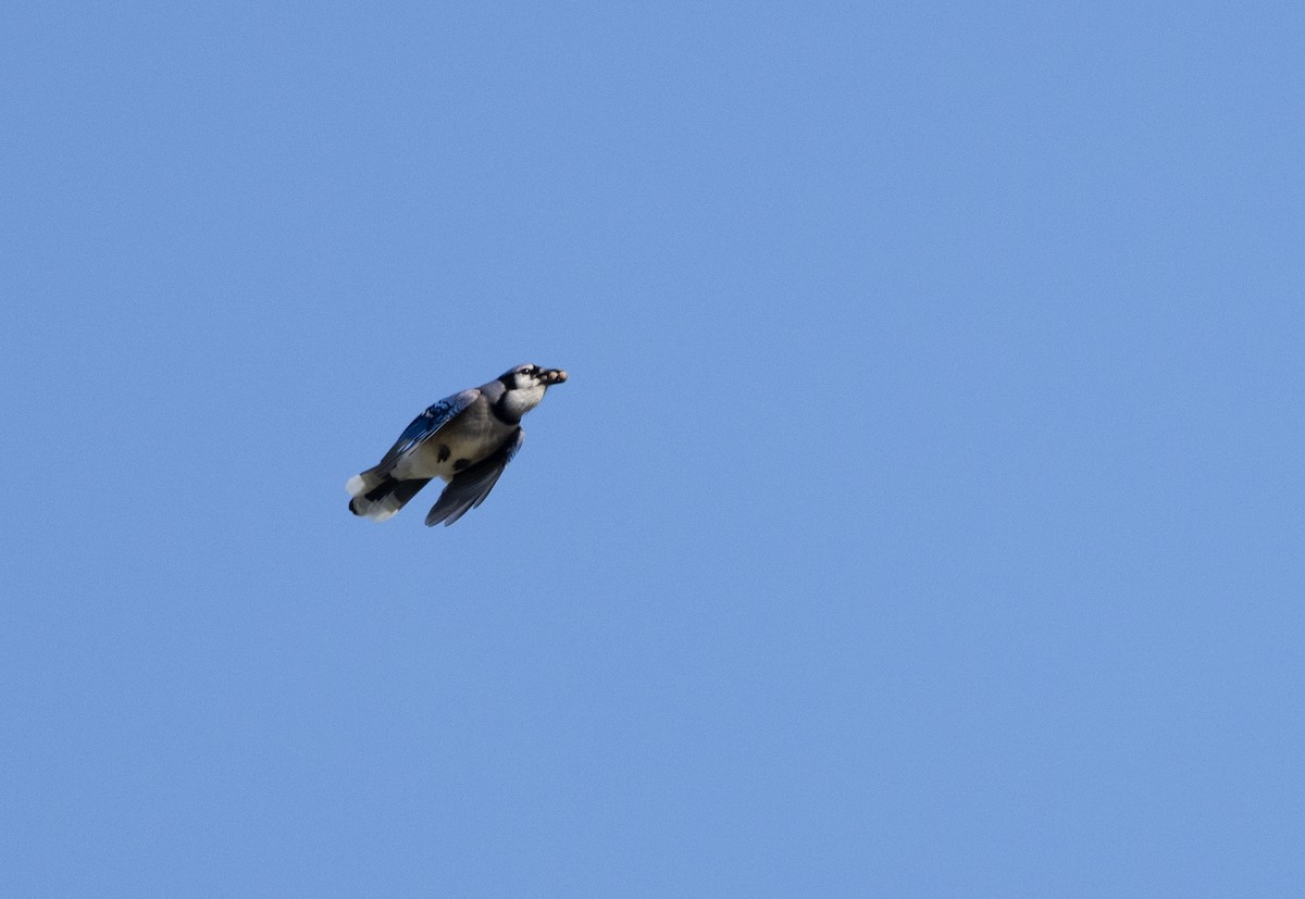 Blue Jay - ML643453608