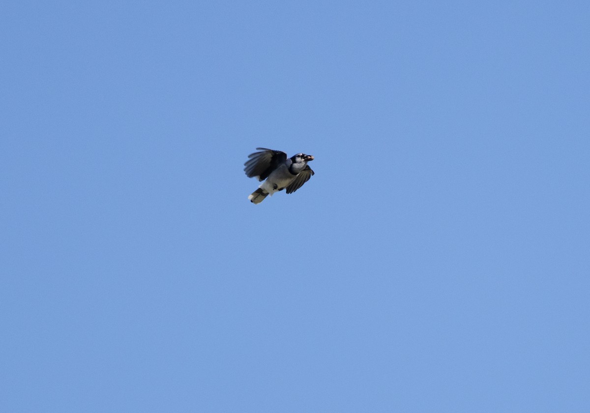 Blue Jay - ML643453609