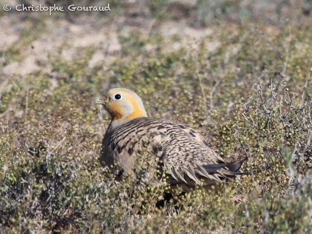 Pallas's Sandgrouse - Christophe Gouraud