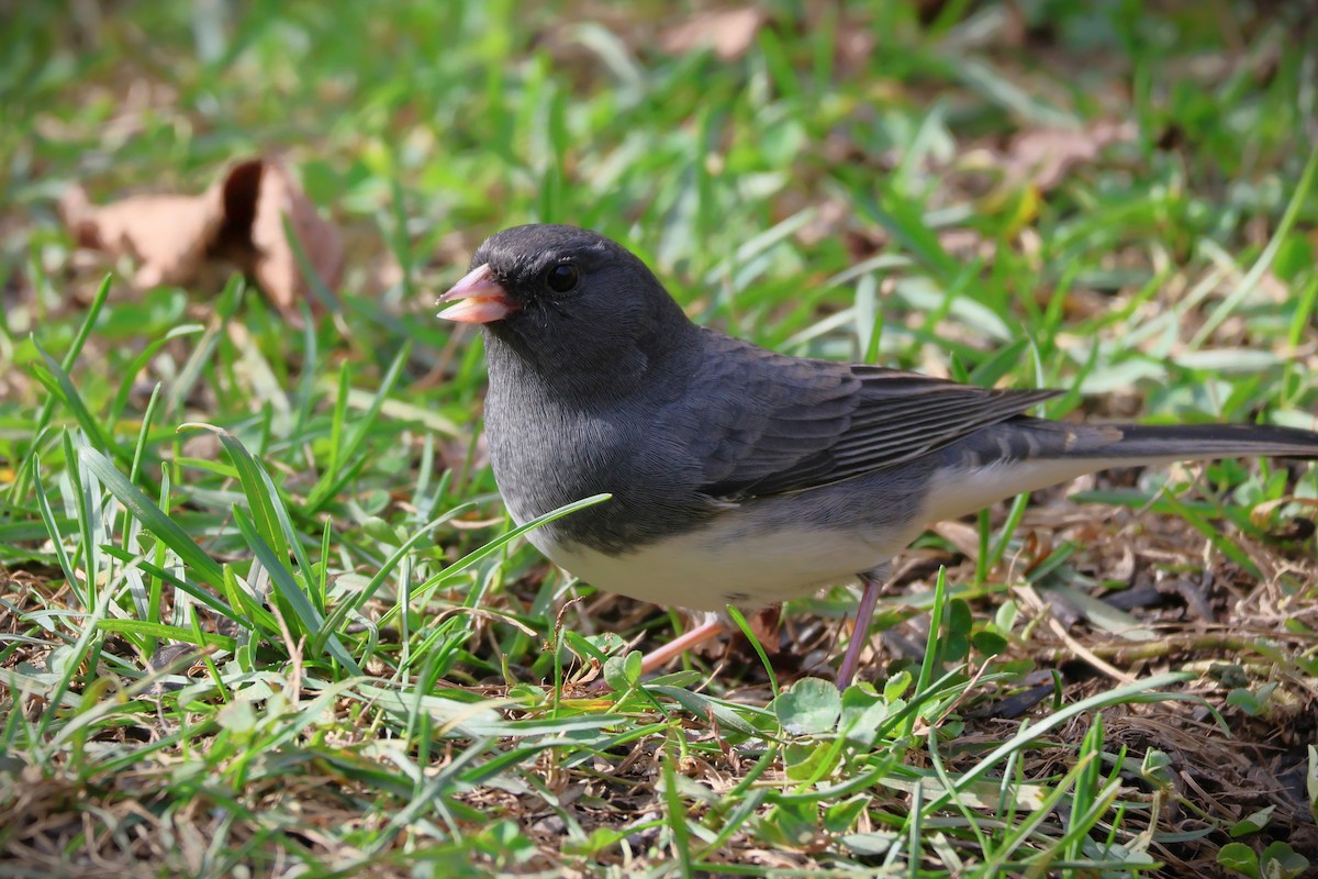 Dark-eyed Junco - ML643453610