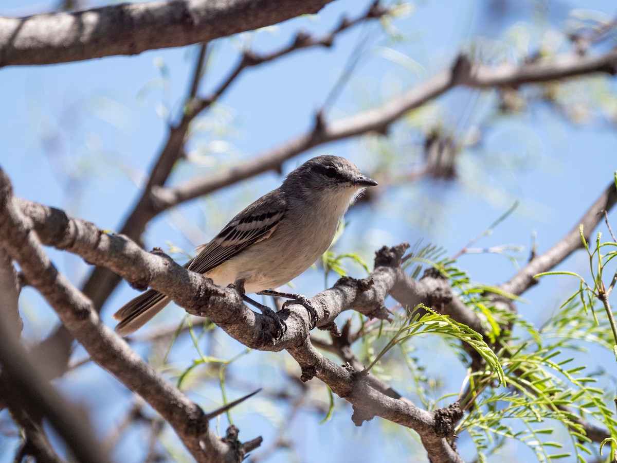 Suiriri Flycatcher - ML643453613