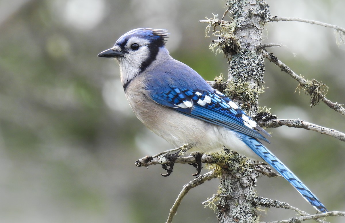 Blue Jay - ML643453620