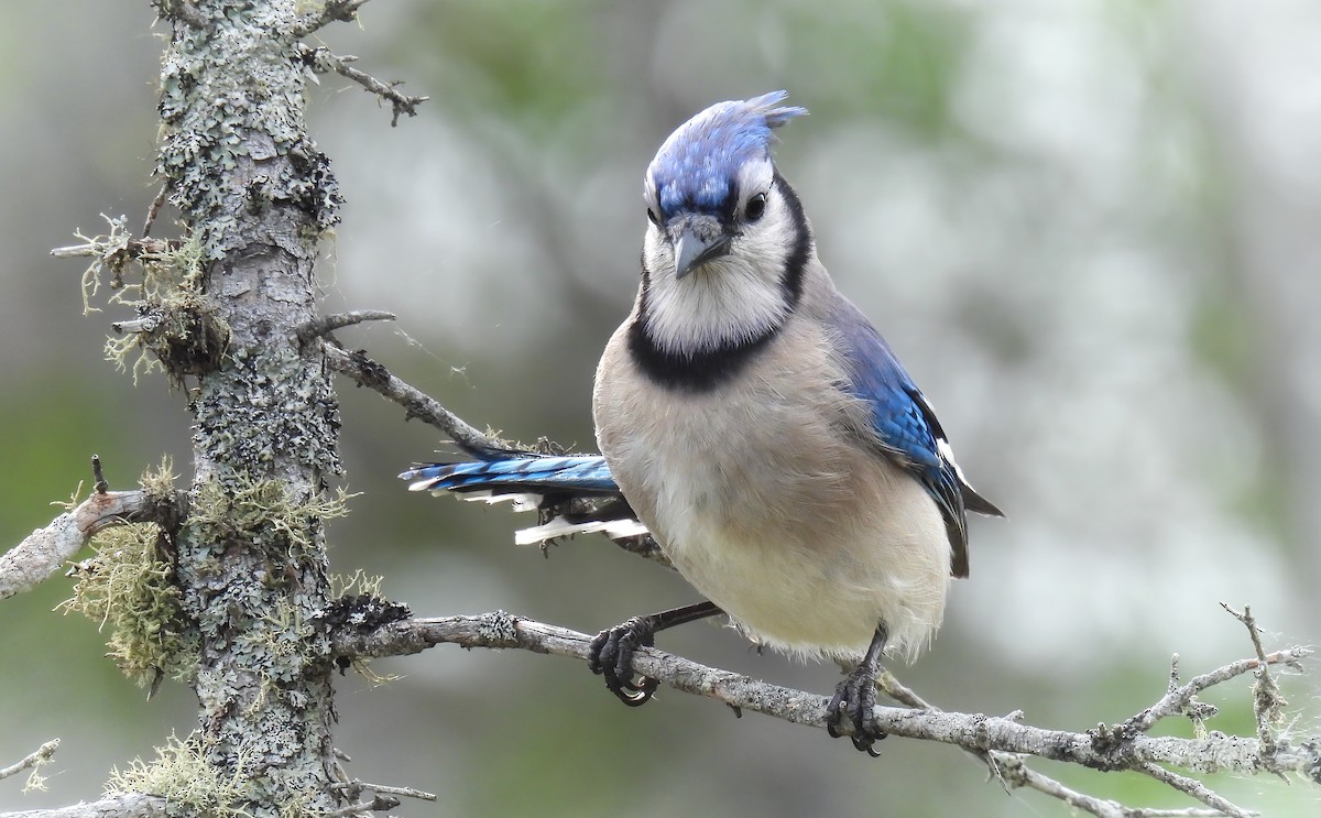 Blue Jay - ML643453626