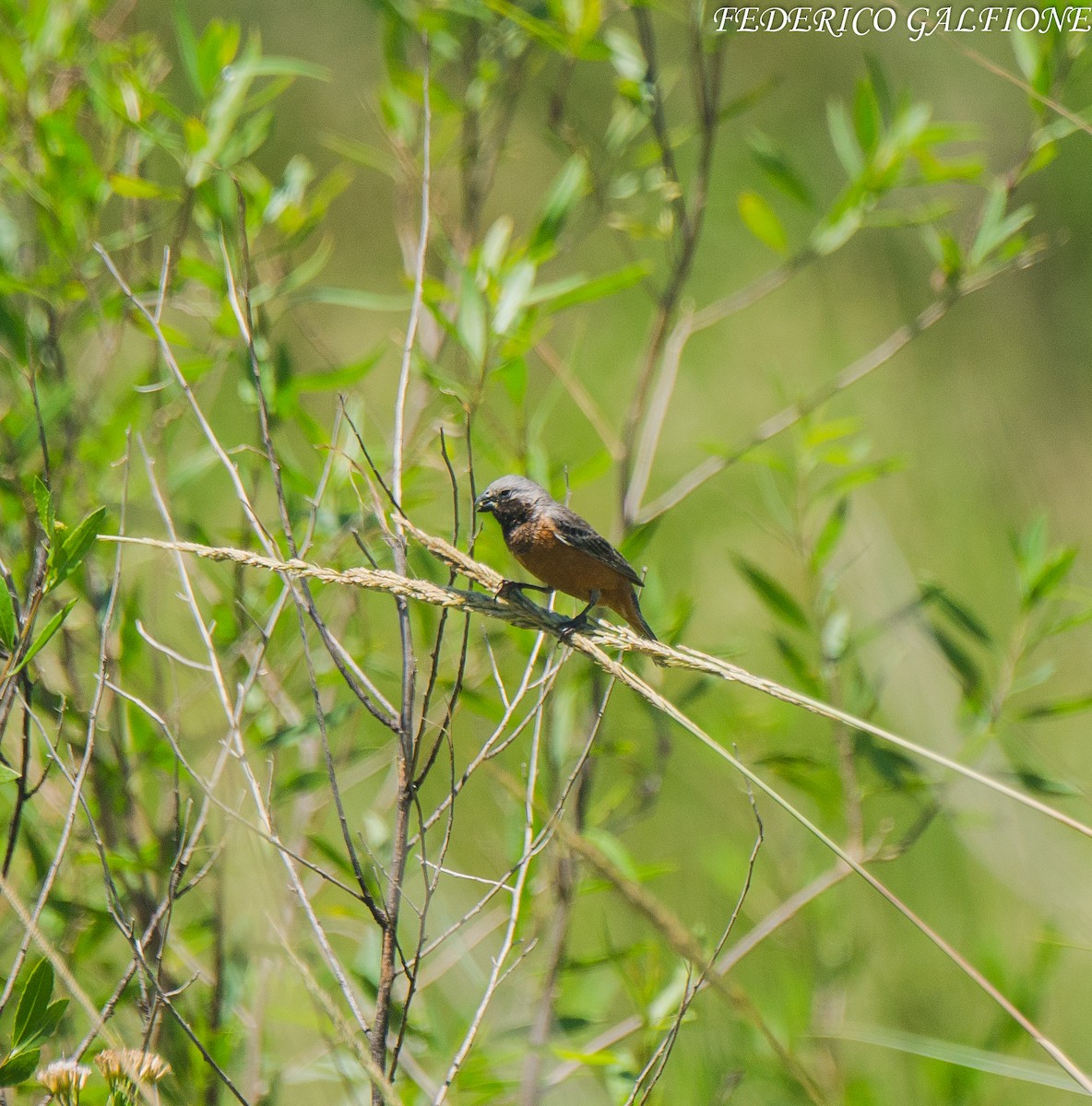 Dark-throated Seedeater - ML643453628