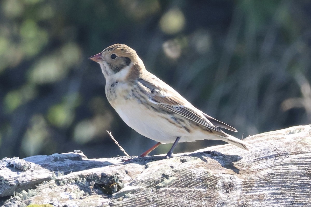 ostružka severní - ML643453632