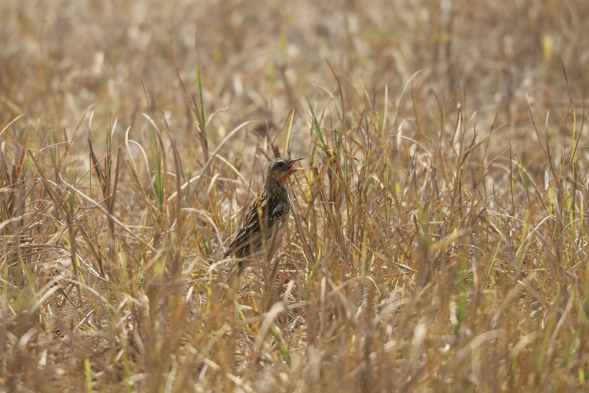 Rosy-throated Longclaw - ML643453637
