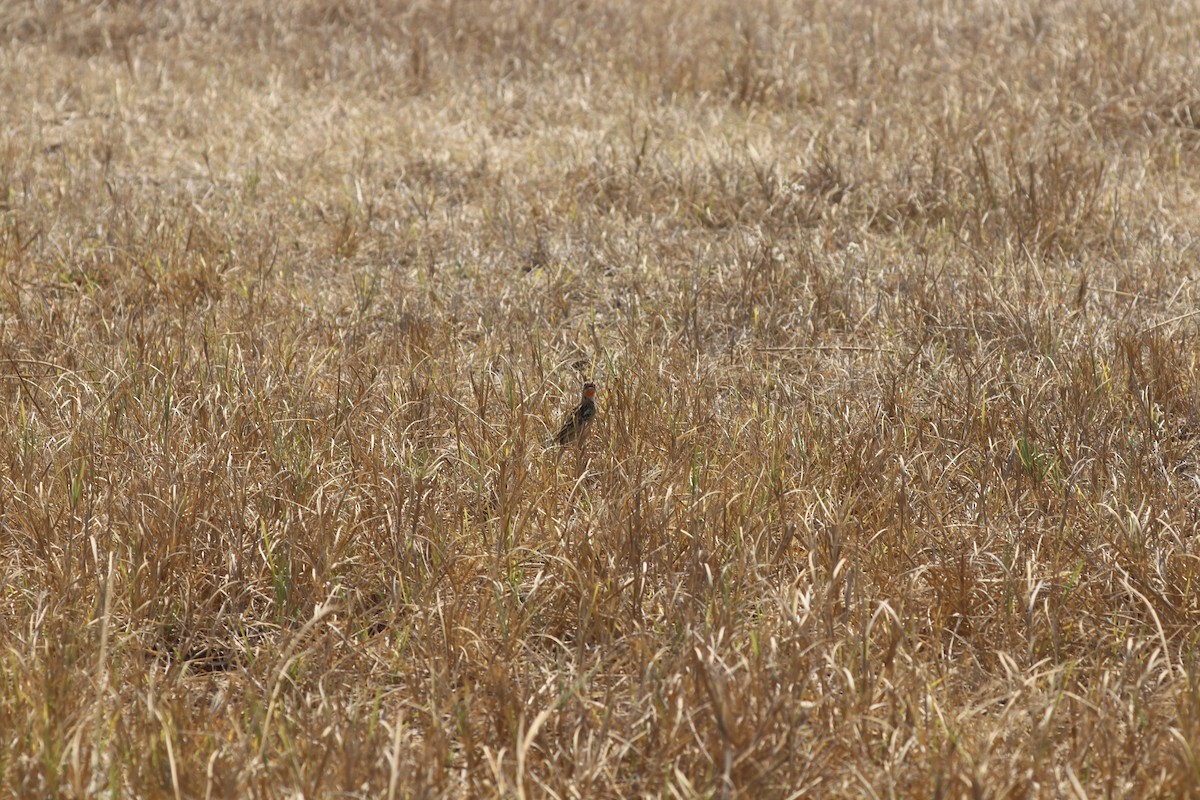 Rosy-throated Longclaw - ML643453638