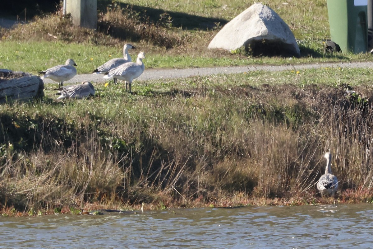 husa sněžní - ML643453642