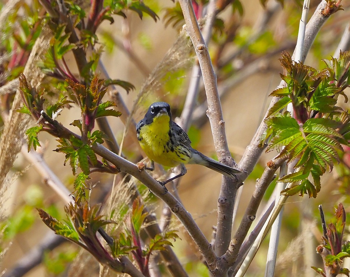 Kirtland's Warbler - ML643453644