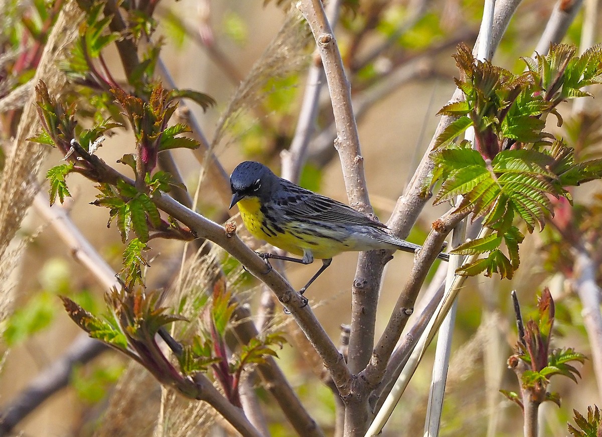 Kirtland's Warbler - ML643453645