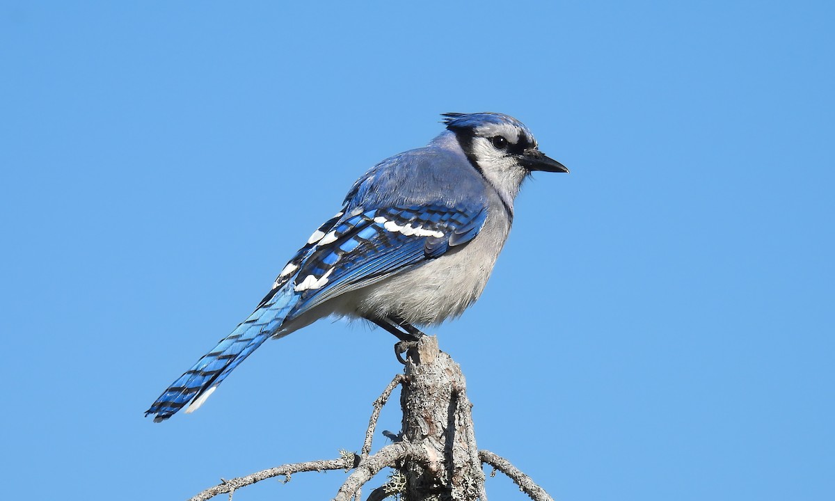 Blue Jay - ML643453653