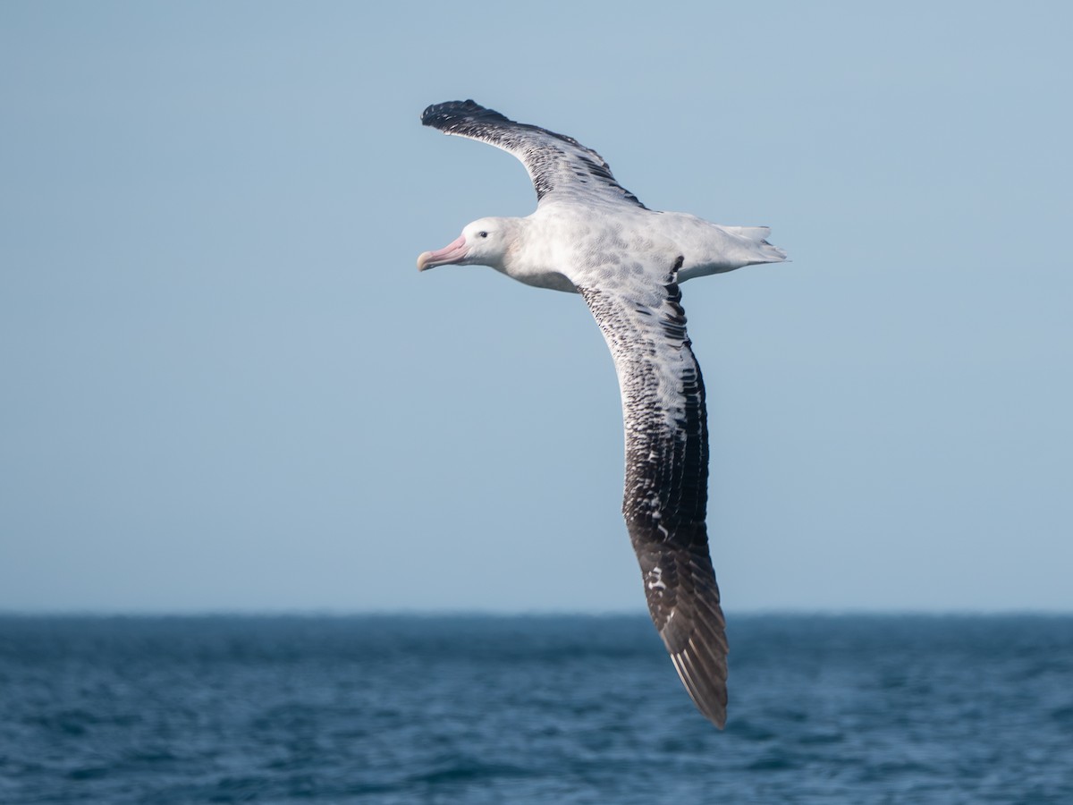 Antipodean Albatross (Gibson's) - ML643453659